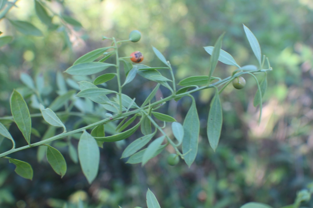 Osyris lanceolata Hochst. & Steud.